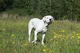 DOGUE ARGENTIN 063